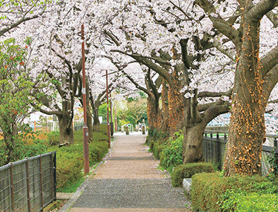 玉川上水緑道