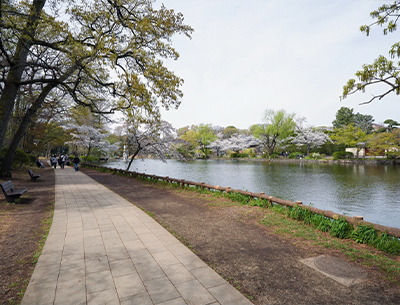 石神井公園