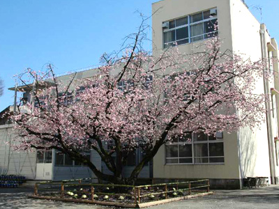 熊本市立健軍小学校