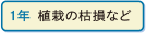 1年 植栽の枯損など
