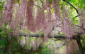 和気神社の藤棚