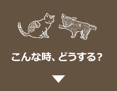 こんな時、どうする？