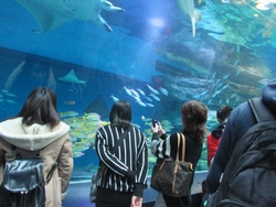 アクアパーク品川水族館