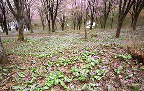 カタクリの群生