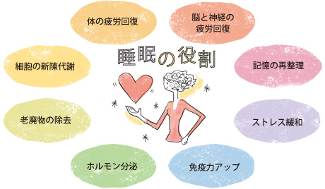 [睡眠の役割]体の疲労回復・細胞の新陳代謝・老廃物の除去・ホルモン分泌・免疫力アップ・ストレス緩和・記憶の再整理・脳と神経の疲労回復