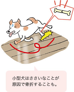 小型犬はささいなことが原因で骨折することも。